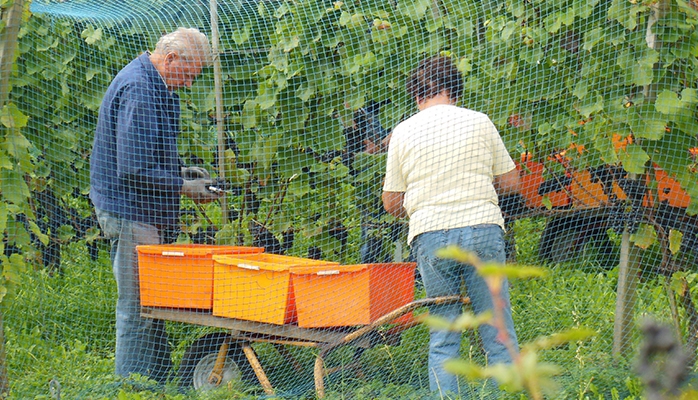 Les droits de plantation de vigne d'avant 2016 seront périmés fin décembre 2020