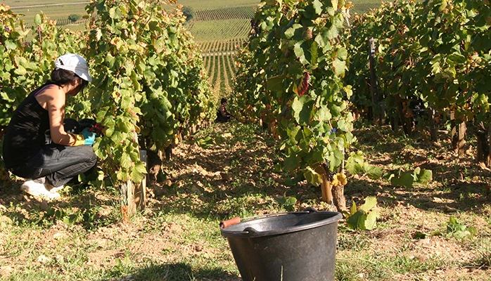 Les viticulteurs peuvent être éligibles aux écorégimes de la PAC 