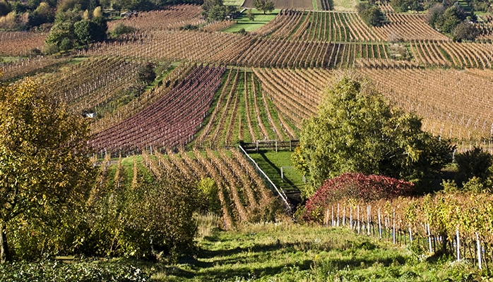 Les vignerons audois espèrent encore une dérogation pour les traitements aériens