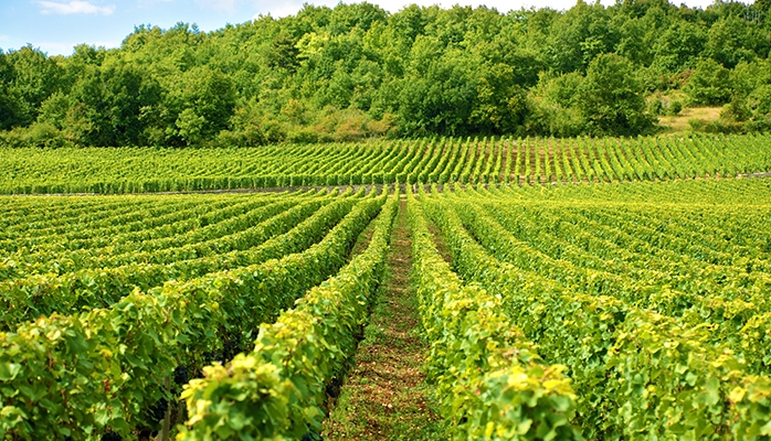 Foncier viticole : prix moyen des vignes en 2020, de fortes disparités selon les appellations