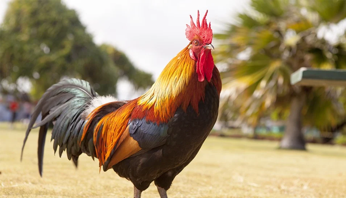 Le chant du coq ou les odeurs de purin reconnus comme «patrimoine sensoriel» de nos campagnes