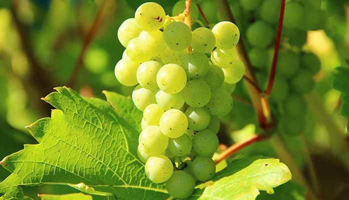 Parcelle de vigne : définir une servitude de passage par une convention 